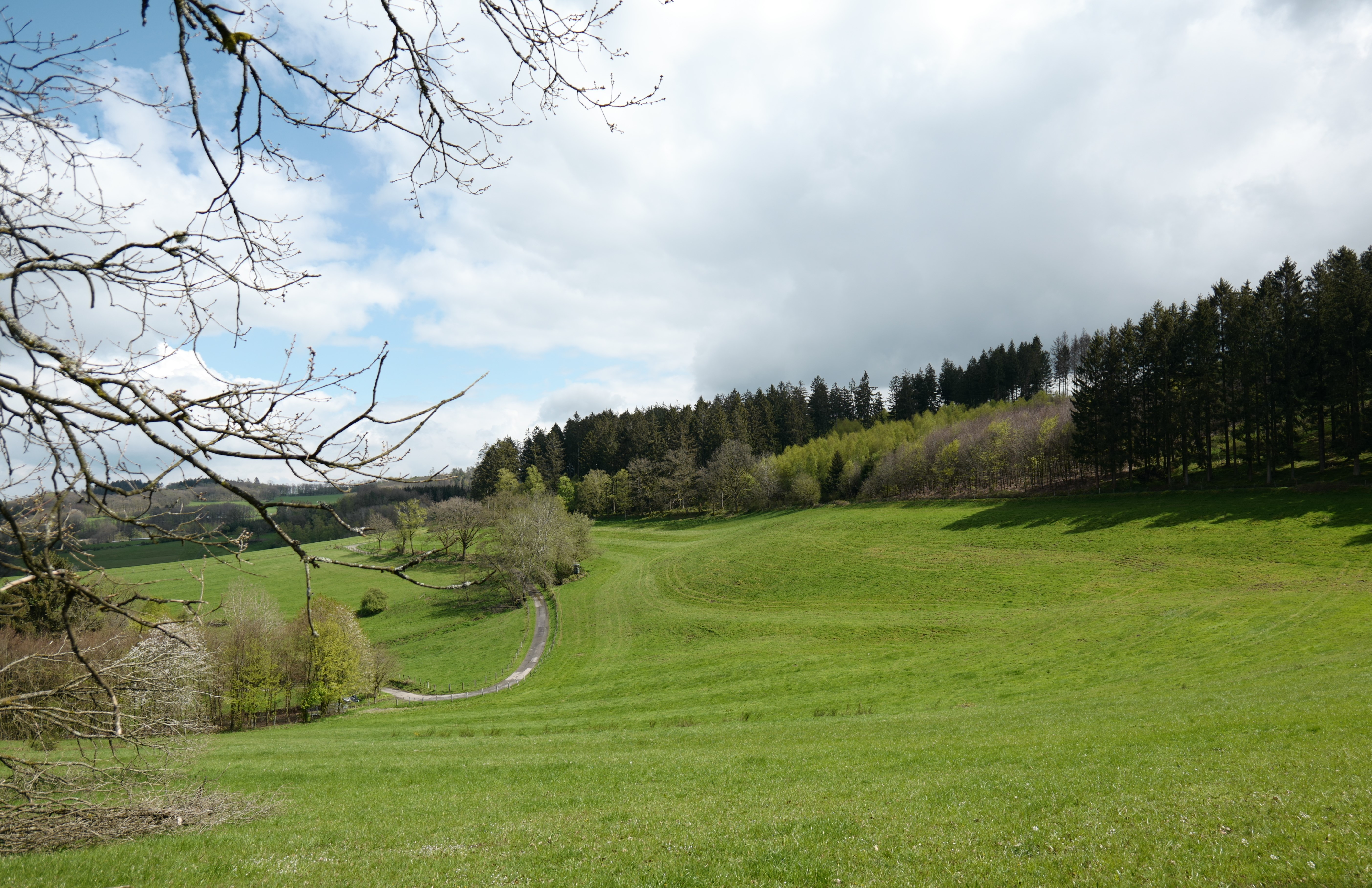Blick vom Waldvogelweg, Landschaftsaufnahme mit grünen Wiesen und Laubbäumen und bedecktem Himmel
