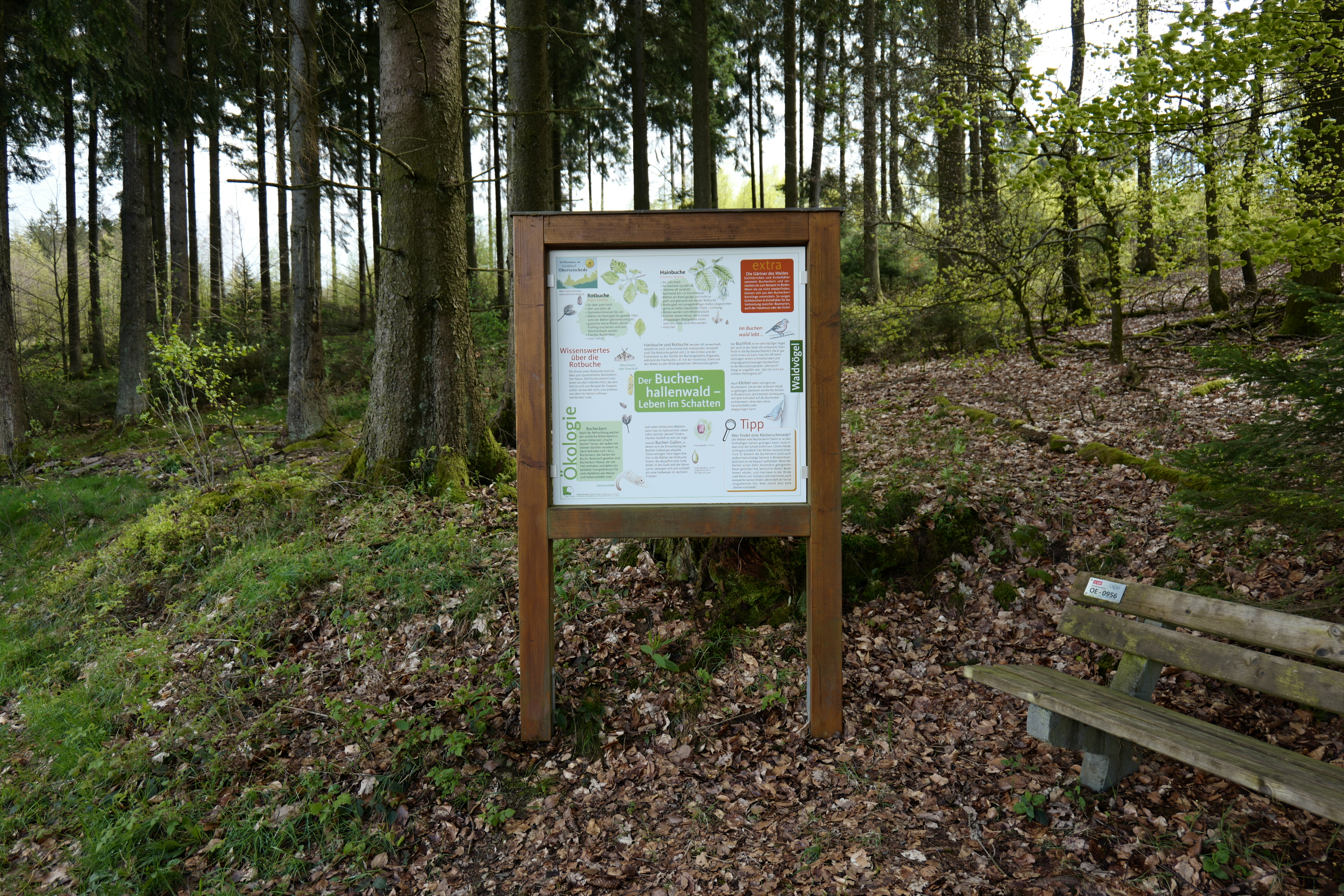 Wegweiser zum Buchenhallenwald auf dem Waldvogelweg